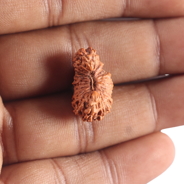 26 Mukhi Rudraksha from Indonesia O