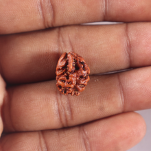 Load image into Gallery viewer, 2 Mukhi Rudraksha from Nepal - Bead No. 157
