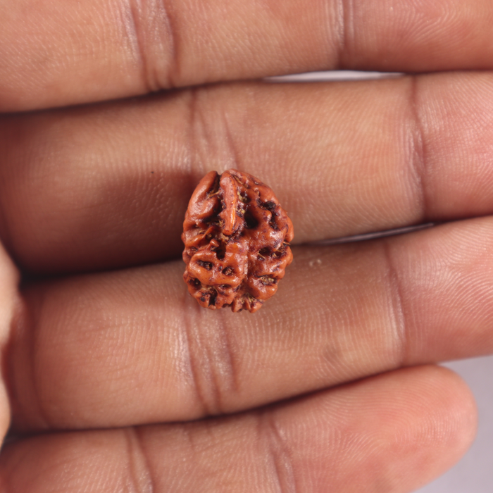 2 Mukhi Rudraksha from Nepal - Bead No. 157