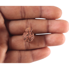 Load image into Gallery viewer, Indonesian Garbh Gauri Rudraksha - Bead No. 17
