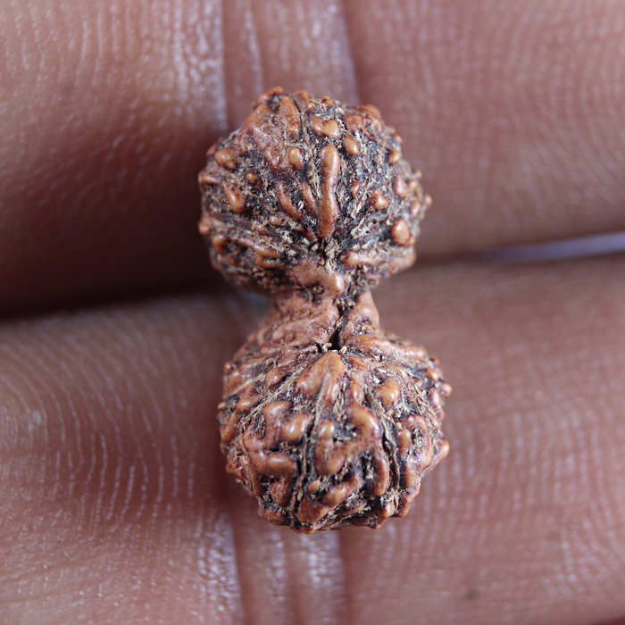 16 Mukhi Gaurishankar Rudraksha from Indonesia - Bead No. 183
