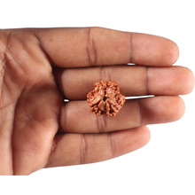 Load image into Gallery viewer, 3 Mukhi Rudraksha from Nepal - Bead No. 457

