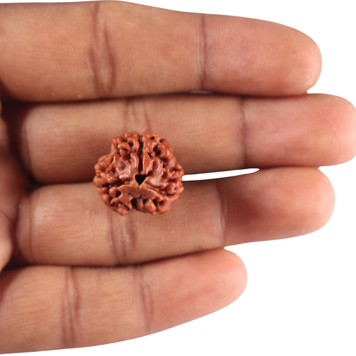 3 Mukhi Rudraksha from Nepal - Bead No. 461