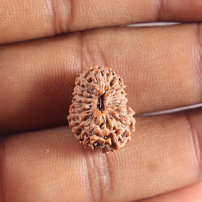 16 Mukhi Rudraksha from Indonesia - Bead No. 320