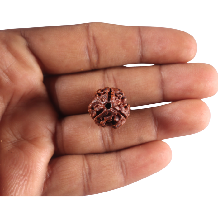 3 Mukhi Rudraksha from Nepal - Bead No. 465