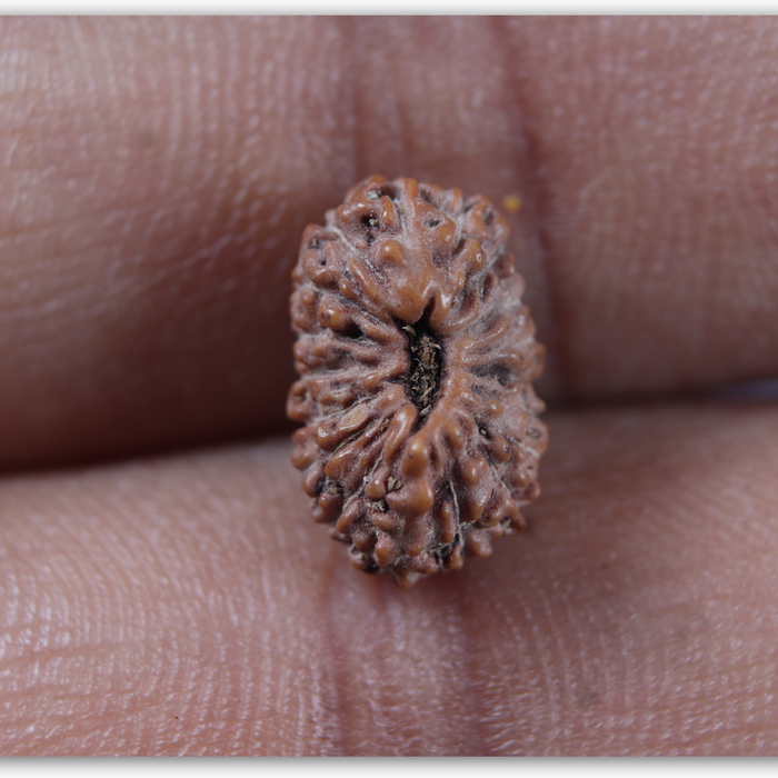 17 Mukhi Rudraksha from Indonesia - Bead No. 286