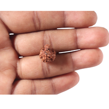 Load image into Gallery viewer, Indonesian Garbh Gauri Rudraksha - Bead No. 26
