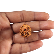 Load image into Gallery viewer, 9 Mukhi Nepalese Rudraksha - Bead No. 467
