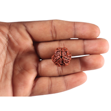 Load image into Gallery viewer, 3 Mukhi Rudraksha from Nepal - Bead No. 458
