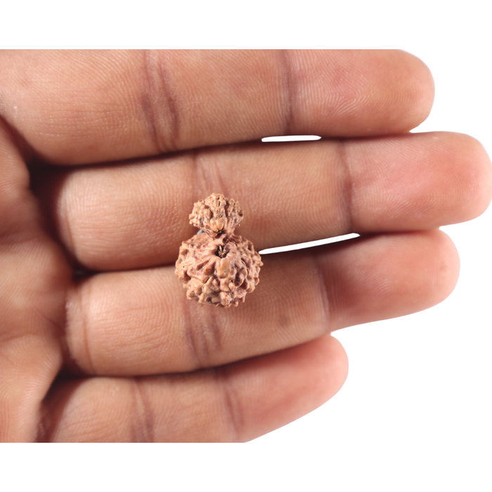 Indonesian Garbh Gauri Rudraksha - Bead No. 15