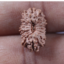 Load image into Gallery viewer, 17 Mukhi Rudraksha from Indonesia - Bead No. 291
