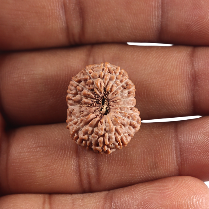 17 Mukhi Rudraksha from Indonesia - Bead No. 295