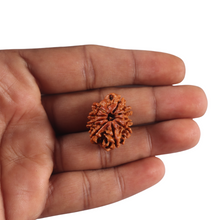 Load image into Gallery viewer, 9 Mukhi Nepalese Rudraksha - Bead No. 468
