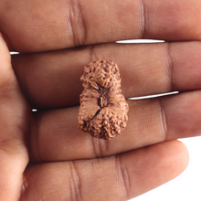 Load image into Gallery viewer, 26 Mukhi Rudraksha from Indonesia
