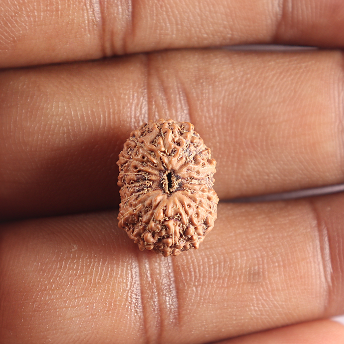 16 Mukhi Rudraksha from Indonesia - Bead No. 321