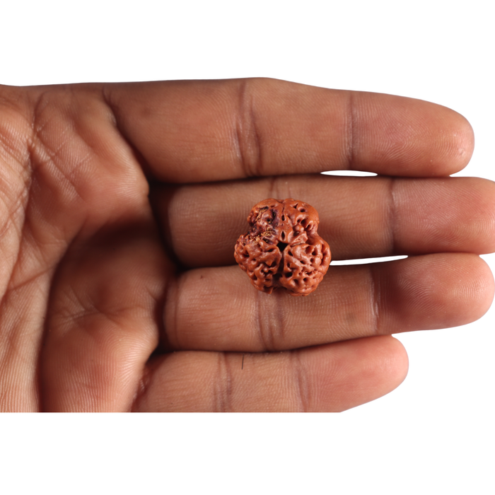 3 Mukhi Rudraksha from Nepal - Bead No. 455