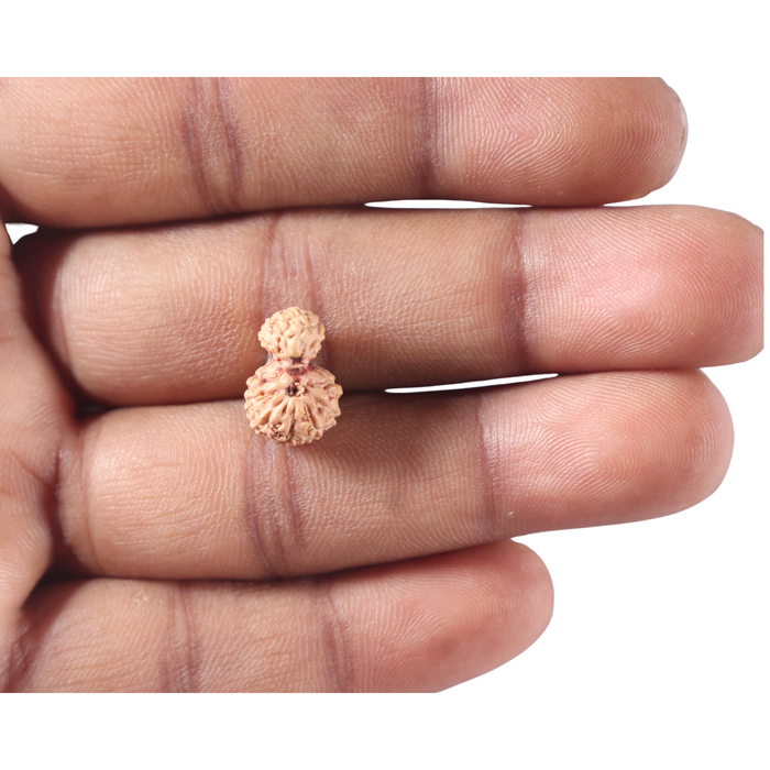 Indonesian Garbh Gauri Rudraksha - Bead No. 23