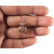 Load image into Gallery viewer, Indonesian Garbh Gauri Rudraksha - Bead No. 19
