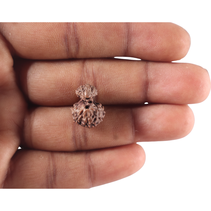 Indonesian Garbh Gauri Rudraksha - Bead No. 19