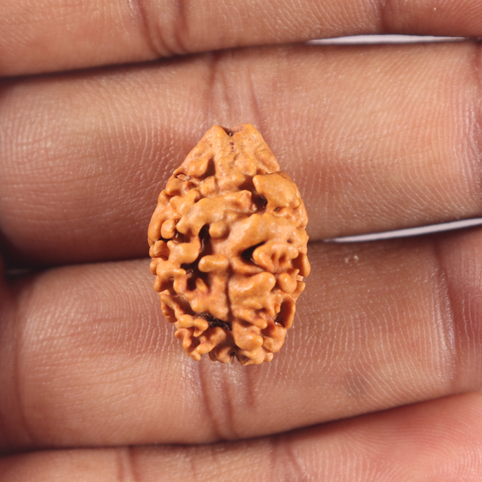 2 Mukhi Rudraksha from Nepal - Bead No. 158