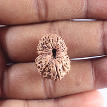 Load image into Gallery viewer, 16 Mukhi Rudraksha from Indonesia - Bead No. 311
