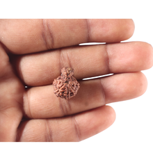 Load image into Gallery viewer, Indonesian Garbh Gauri Rudraksha - Bead No. 16
