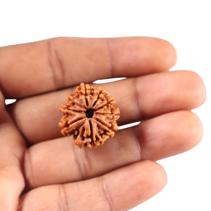 9 Mukhi Nepalese Rudraksha - Bead No. 437