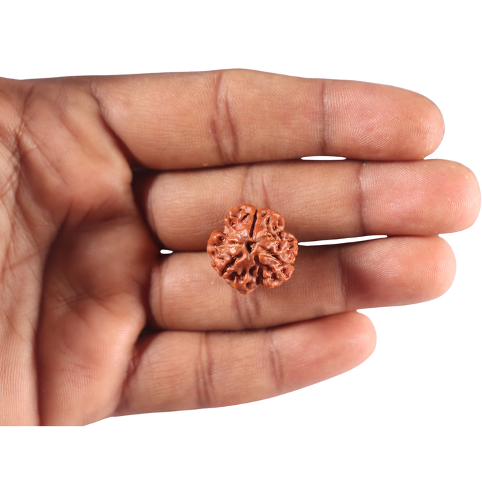 3 Mukhi Rudraksha from Nepal - Bead No. 459