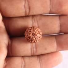 Load image into Gallery viewer, 9 Mukhi Rudraksha from Indonesia - Bead No. 242
