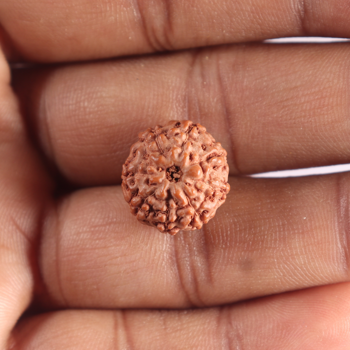 9 Mukhi Rudraksha from Indonesia - Bead No. 246