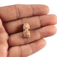 Load image into Gallery viewer, 21 Mukhi Indonesian Gaurishankar Rudraksha - Bead No. 175
