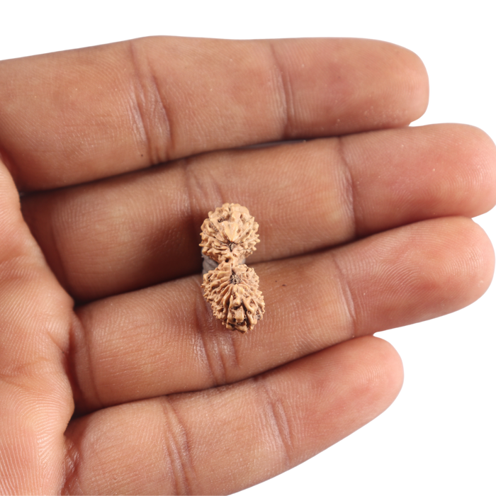 21 Mukhi Indonesian Gaurishankar Rudraksha - Bead No. 175