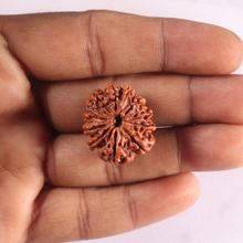 Load image into Gallery viewer, 12 Mukhi Nepalese Rudraksha - Bead No 402
