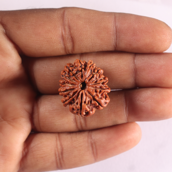 12 Mukhi Nepalese Rudraksha - Bead No 402