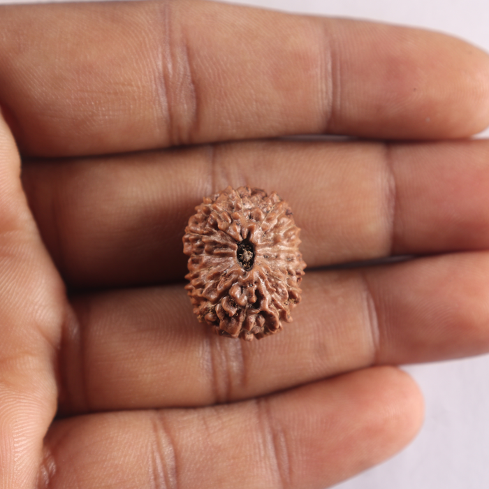 14 mukhi Indonesian Rudraksha -  Bead No. 428