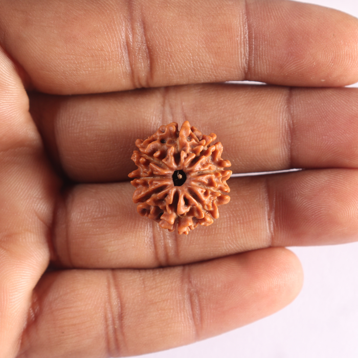 9 Mukhi Nepalese Rudraksha - Bead No. 488