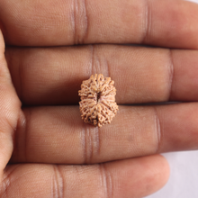 Load image into Gallery viewer, 14 mukhi Indonesian Rudraksha -  Bead No. 437
