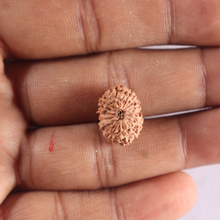 Load image into Gallery viewer, 15 Mukhi Indonesian Rudraksha - Bead No. 315
