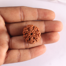 Load image into Gallery viewer, 8 Mukhi Nepalese Rudraksha - Bead No. 465
