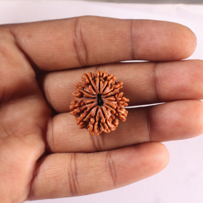 12 Mukhi Nepalese Rudraksha - Bead No 401