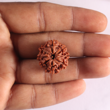 Load image into Gallery viewer, 8 Mukhi Nepalese Rudraksha - Bead No. 477
