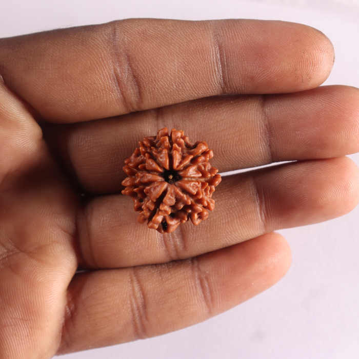 8 Mukhi Nepalese Rudraksha - Bead No. 487
