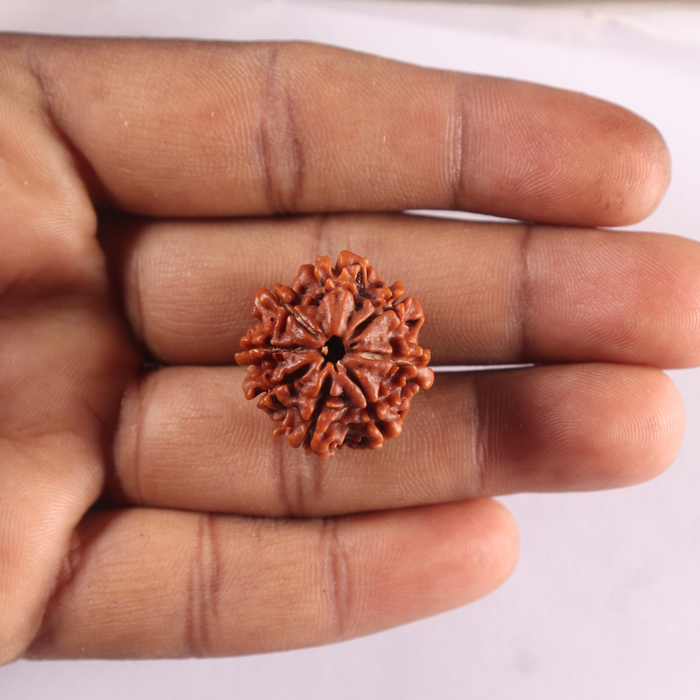 8 Mukhi Nepalese Rudraksha - Bead No. 494