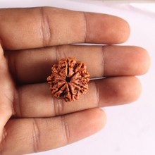 Load image into Gallery viewer, 8 Mukhi Nepalese Rudraksha - Bead No. 480
