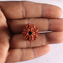 Load image into Gallery viewer, 9 Mukhi Nepalese Rudraksha - Bead No. 498

