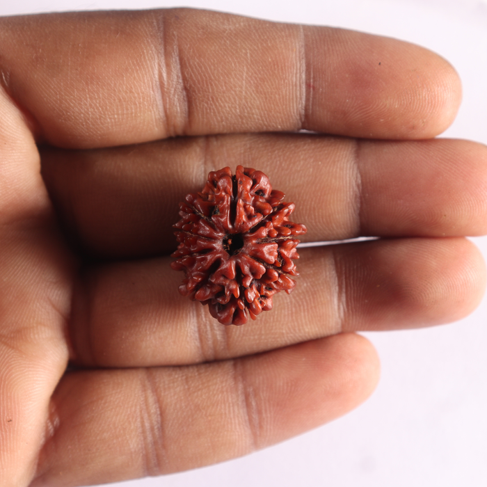 9 Mukhi Nepalese Rudraksha - Bead No. 503