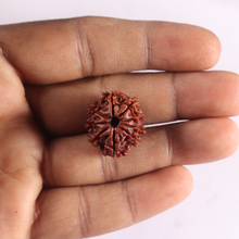 Load image into Gallery viewer, 9 Mukhi Nepalese Rudraksha - Bead No. 502
