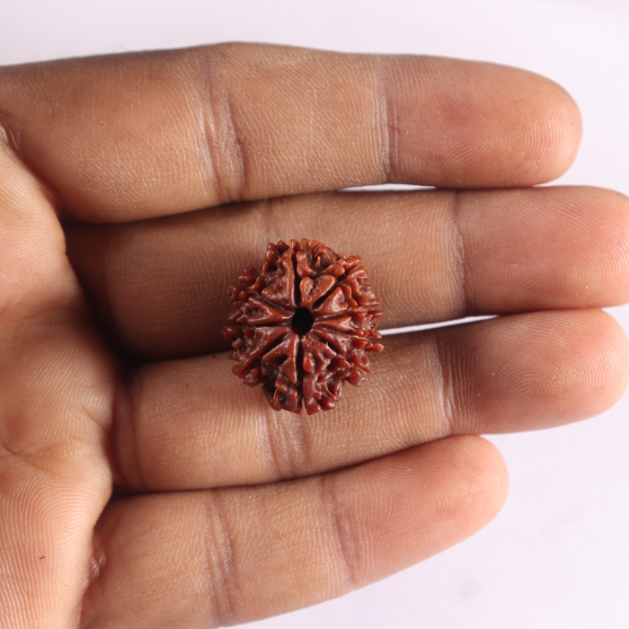 9 Mukhi Nepalese Rudraksha - Bead No. 502