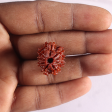 Load image into Gallery viewer, 9 Mukhi Nepalese Rudraksha - Bead No. 499

