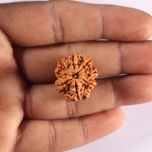 Load image into Gallery viewer, 8 Mukhi Nepalese Rudraksha - Bead No. 491
